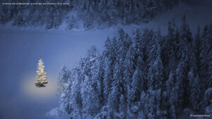 Christmas tree at Weissensee, a small lake near Ehrwald in Tyrol, Austria
