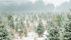 Christmas tree farm in Ontario, Canada