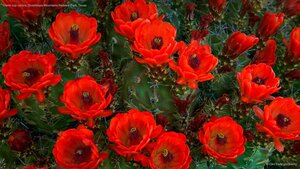 Claret cup cactus, Guadalupe Mountains National Park, Texas