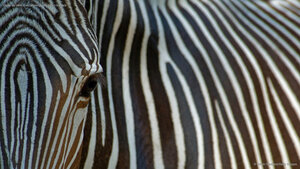 Close-up view of an endangered Grévy's zebra