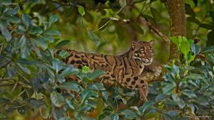 Clouded leopard