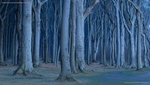 Coastal beech forest, Nienhagen, Germany
