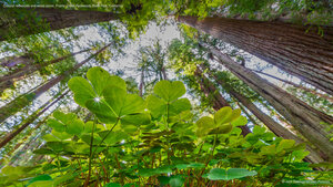 Coastal redwoods and wood sorrel, Prairie Creek Redwoods State Park, California