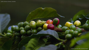 Coffee cherries in Quindío, Colombia
