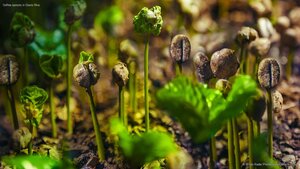 Coffee sprouts in Costa Rica