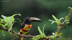 Collared aracari, Costa Rica