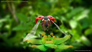 Colored scanning electron micrograph of a seven-spot ladybird in flight