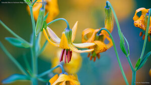 Columbia lilies on Hurricane Ridge, Olympic National Park, Washington