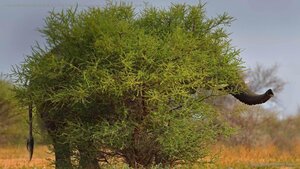 Common chia elephant (Loxodonta laprofolis) in stealth stance, Marakele National Park, Limpopo, South Africa