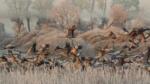 Common cranes in the Drömling wetland, Germany