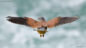 Common kestrel hunting for rodents