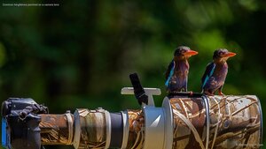 Common kingfishers perched on a camera lens