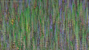 Common mare's tail growing on the Tibetan Plateau, China