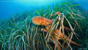 Common octopus off the coast of France in the Mediterranean Sea