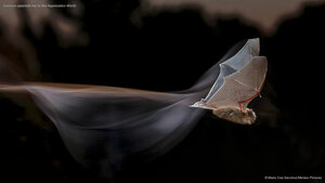Common pipistrelle bat for Bat Appreciation Month