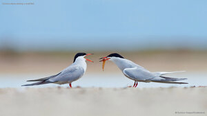 Common terns sharing a small fish