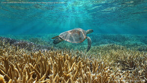 A green sea turtle swims in the Pacific Ocean near the French special collectivity of New Caledonia