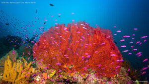 Coral reef in Marovo Lagoon in the Solomon Islands