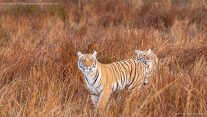 Tiger siblings in Jim Corbett National Park, Uttarakhand, India