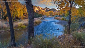 Cottonwood trees along the Rio Grande in autumn, New Mexico