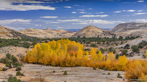 Cottonwood trees in Grand Staircase-Escalante National Monument, Utah