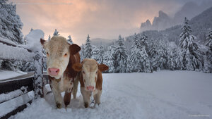 Mucche in una valle alpina a Santa Maddalena, Val di Funes, Dolomiti, Italia