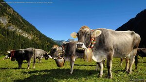 Cows decorated for the Almabtrieb in Tannheimer Tal, a valley in Tyrol, Austria