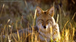 Coyote in Black Canyon of the Gunnison National Park, Colorado