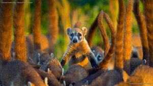 Cozumel Island coatis, Cozumel Island, Mexico