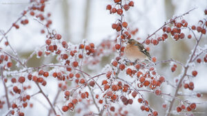 Male chaffinch perched on a crab apple tree in winter