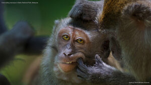 Crab-eating macaque in Bako National Park, Malaysia