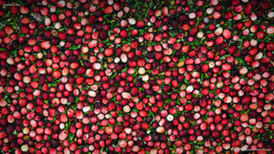 Cranberry bog
