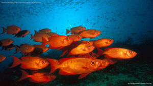 Crescent-tail bigeye fish in the Great Barrier Reef, Australia