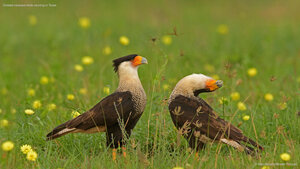 Crested caracara birds courting in Texas