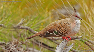 Crested pigeon in Uluṟu-Kata Tjuṯa National Park, Australia