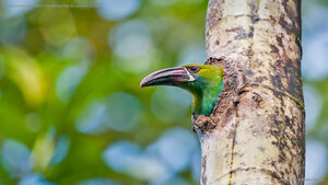 Crimson-rumped toucanet in the Refugio Paz de Las Aves, Ecuador