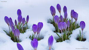 Crocus flowers