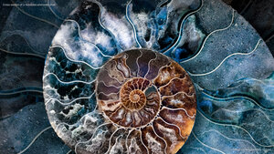 Cross-section of a fossilized ammonite shell