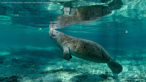 Manatee in Three Sisters Springs, Crystal River National Wildlife Refuge, Florida