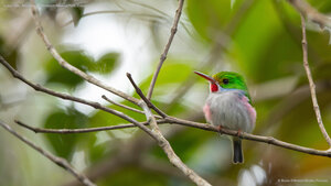 Cuban tody, Alejandro de Humboldt National Park, Cuba