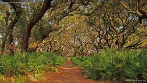 Cumberland Island National Seashore, Georgia