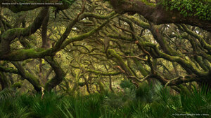 Maritime forest in Cumberland Island National Seashore, Georgia