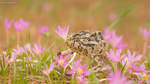 Common chameleon