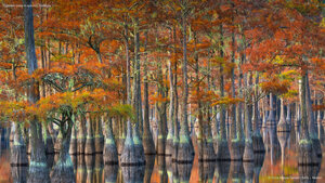 Cypress trees in autumn, Georgia