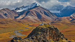 Dall sheep rams at Polychrome Pass, Denali National Park, Alaska