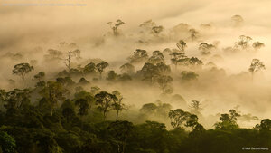 Mist over a lowland rainforest, Danum Valley, Sabah, Borneo, Malaysia