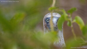 Blue-footed booby, Galápagos Islands, Ecuador