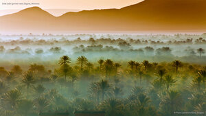 Date palm groves near Zagora, Morocco