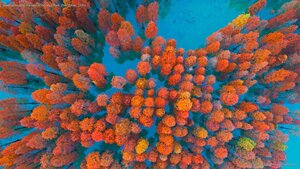 Dawn redwoods in a lake at Zimaling Park, Zhongshan, China