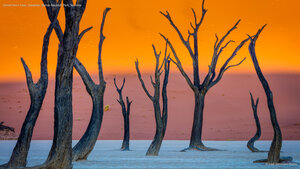 Camel thorn trees, Deadvlei, Namib-Naukluft Park, Namibia
